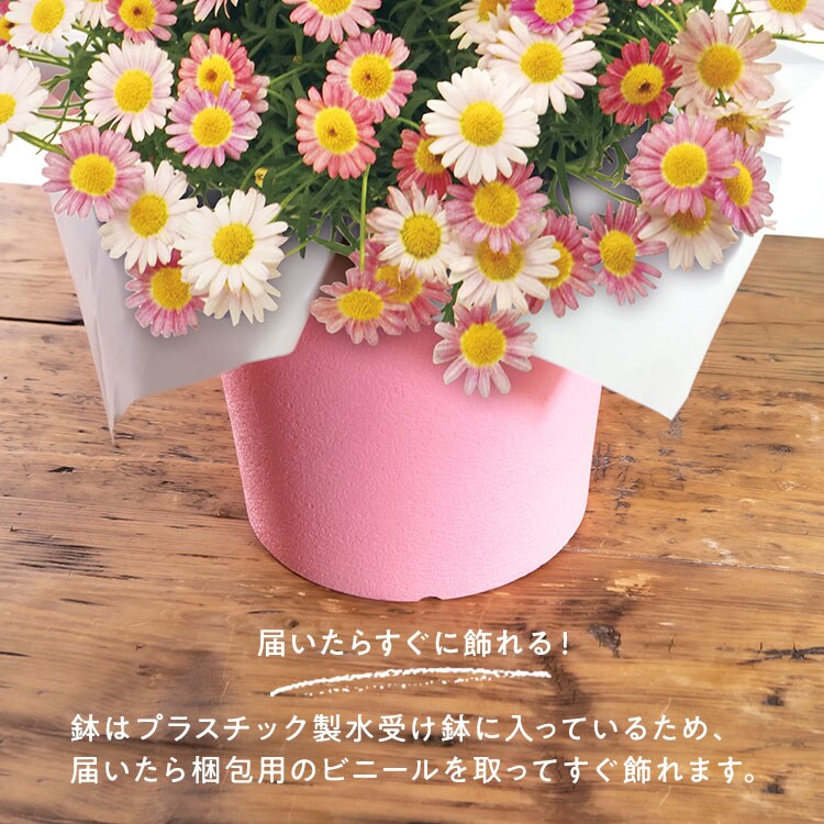 色変わりマーガレット いちごみるく 21年 Oisix母の日ギフト特集 色変わりマーガレット いちごみるく 21年 Oisix母の日ギフト特集
