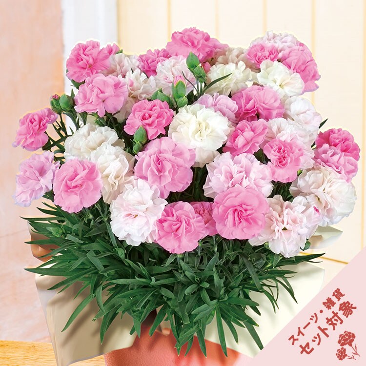 色変わりカーネーション いちごソフト 21年 Oisix母の日ギフト特集