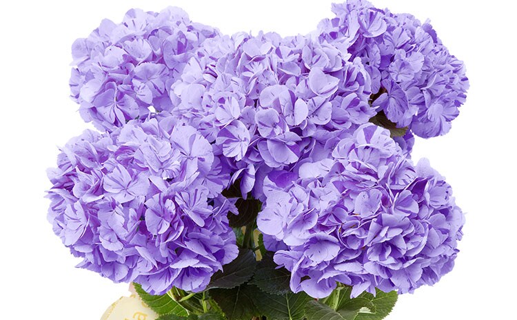 てまり咲きあじさい 舞姫 21年 Oisix母の日ギフト特集