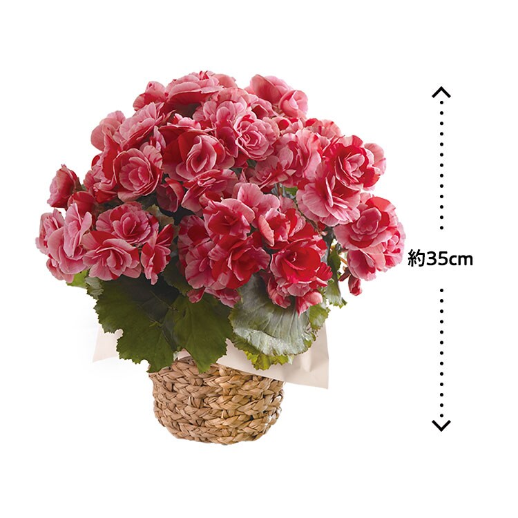 2色咲きベゴニア ストロベリーフィールズ 21年 Oisix母の日ギフト特集