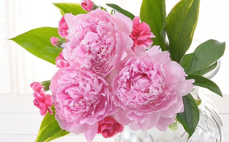 美しブーケ 芍薬 カーネーション 21年 Oisix母の日ギフト特集