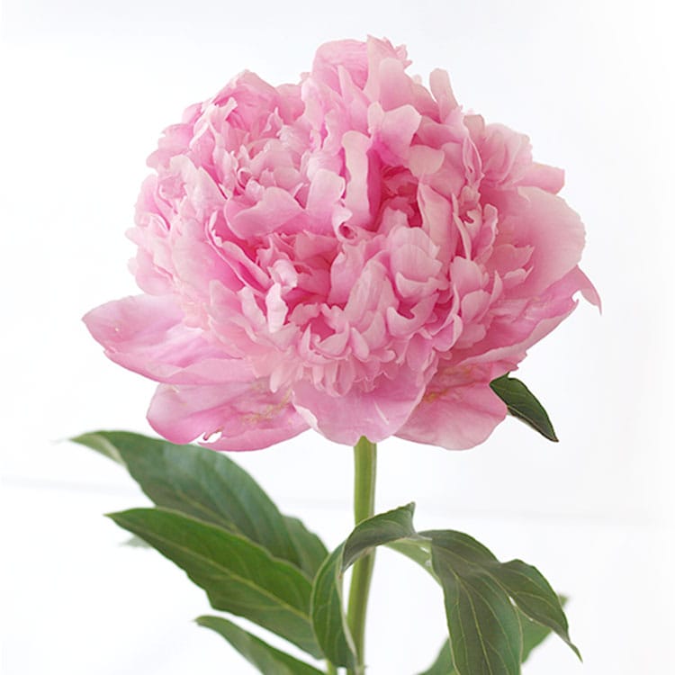 美しブーケ 芍薬 カーネーション 21年 Oisix母の日ギフト特集 美しブーケ 芍薬 カーネーション 21年 Oisix母の日ギフト特集