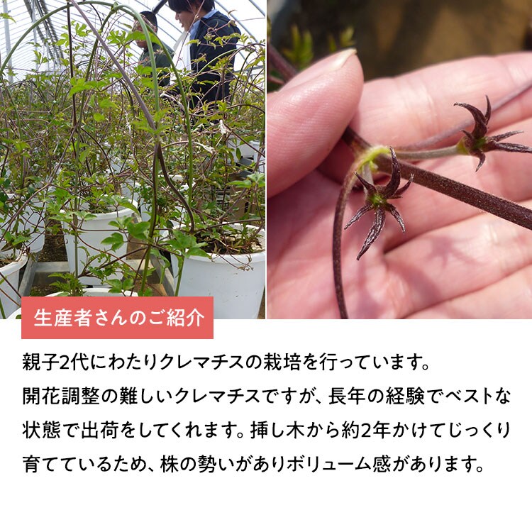 八重咲きクレマチス ビエネッタ 21年 Oisix母の日ギフト特集