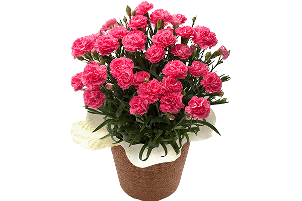 カーネーション クレア 22年 Oisix母の日ギフト特集