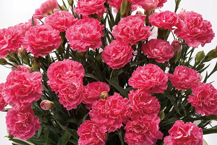 カーネーション クレア 22年 Oisix母の日ギフト特集