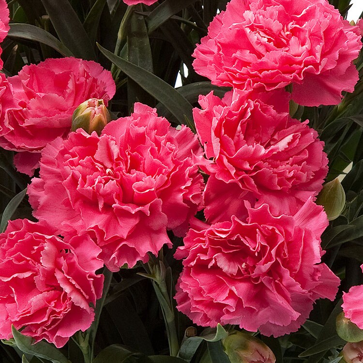 カーネーション クレア 22年 Oisix母の日ギフト特集