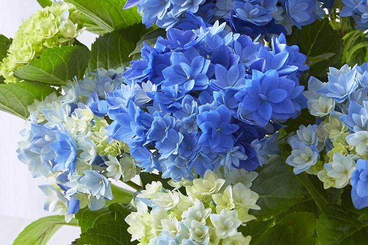 あじさい 星あつめ ブルー 22年 Oisix母の日ギフト特集