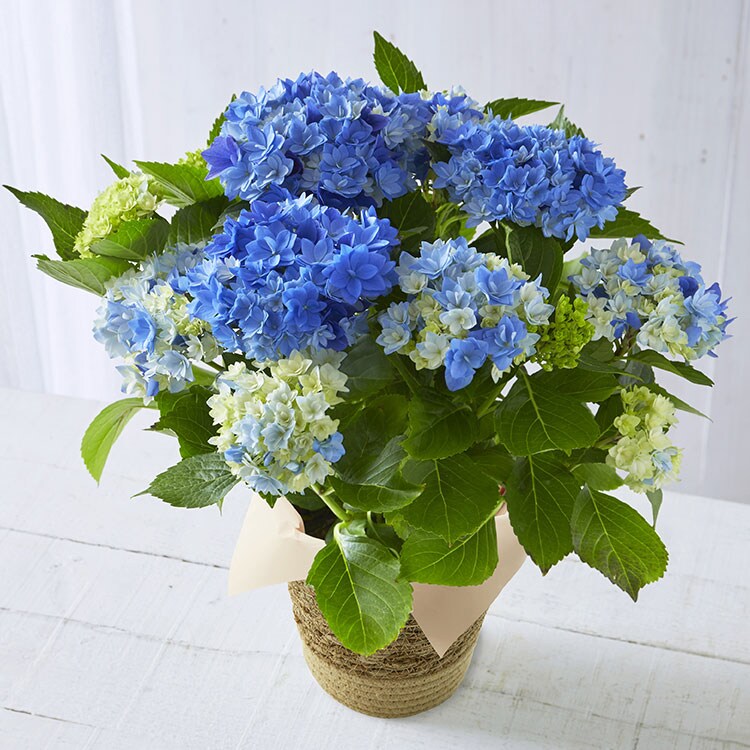 あじさい 星あつめ ブルー 22年 Oisix母の日ギフト特集