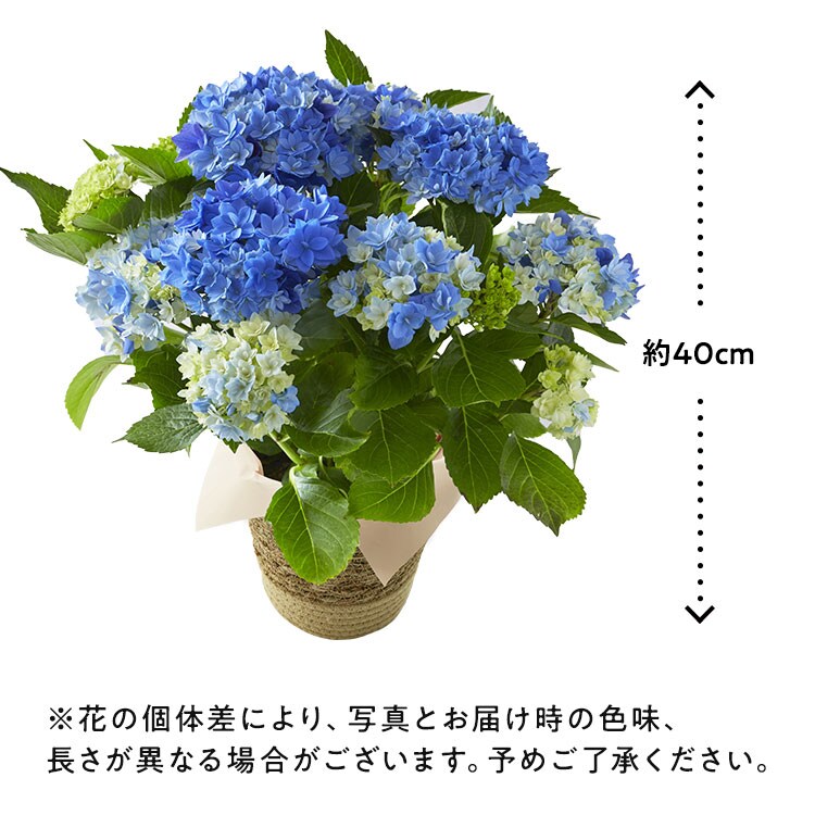 あじさい 星あつめ ブルー 22年 Oisix母の日ギフト特集