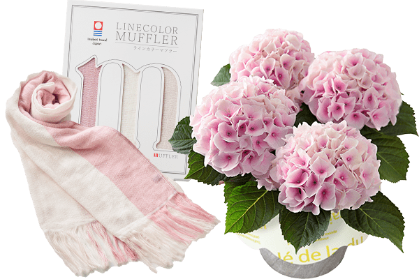 四季咲きあじさい コットンキャンディ 22年 Oisix母の日ギフト特集