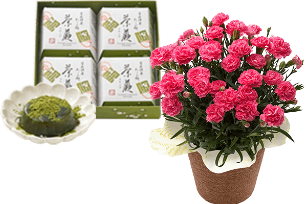 カーネーション クレア 22年 Oisix母の日ギフト特集