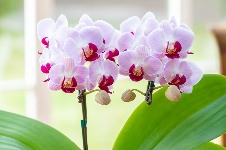 ミディ胡蝶蘭 リトルジェム 22年 Oisix母の日ギフト特集