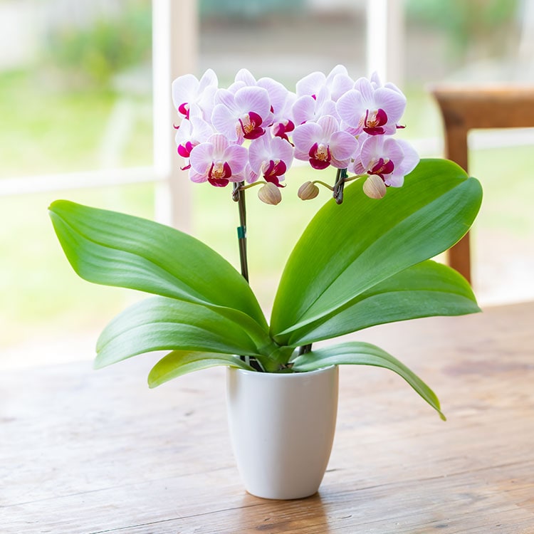 ミディ胡蝶蘭 リトルジェム 22年 Oisix母の日ギフト特集