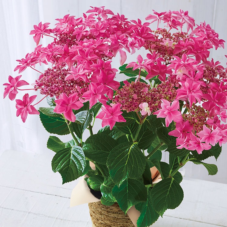 あじさい 桜花乱舞