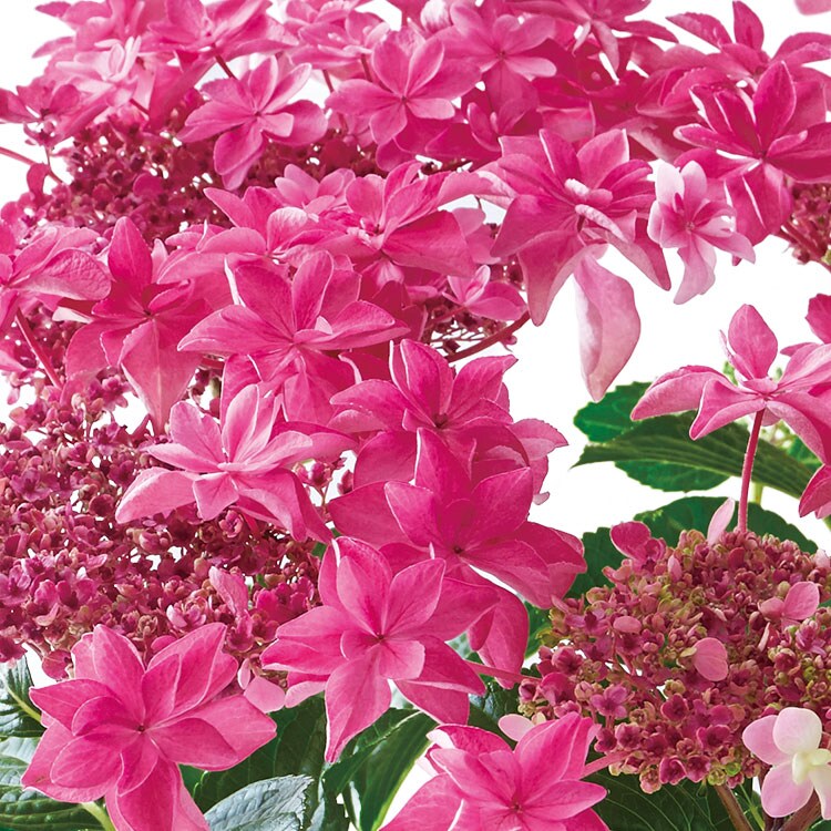 あじさい 桜花乱舞 22年 Oisix母の日ギフト特集