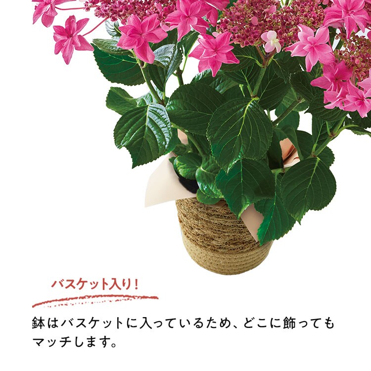 あじさい 桜花乱舞 22年 Oisix母の日ギフト特集