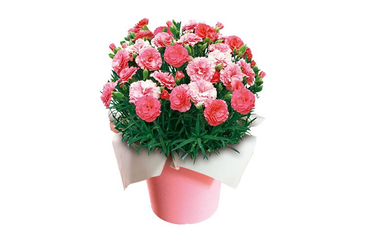 色変わりカーネーション さくらもなか 22年 Oisix母の日ギフト特集