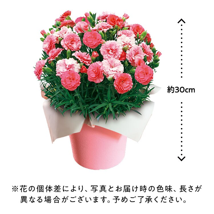 色変わりカーネーション さくらもなか 22年 Oisix母の日ギフト特集