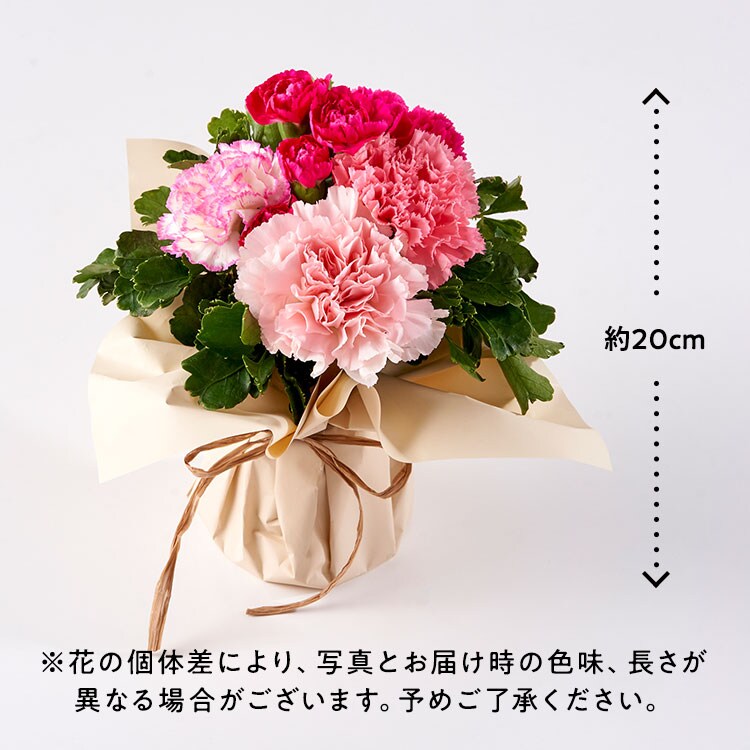 スタンディングブーケ ナチュラルピンク 22年 Oisix母の日ギフト特集