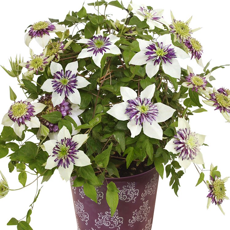 八重咲きクレマチス ビエネッタ 22年 Oisix母の日ギフト特集