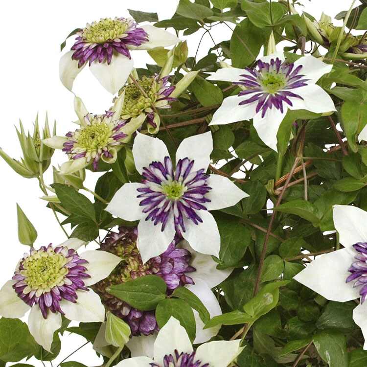 八重咲きクレマチス ビエネッタ 22年 Oisix母の日ギフト特集