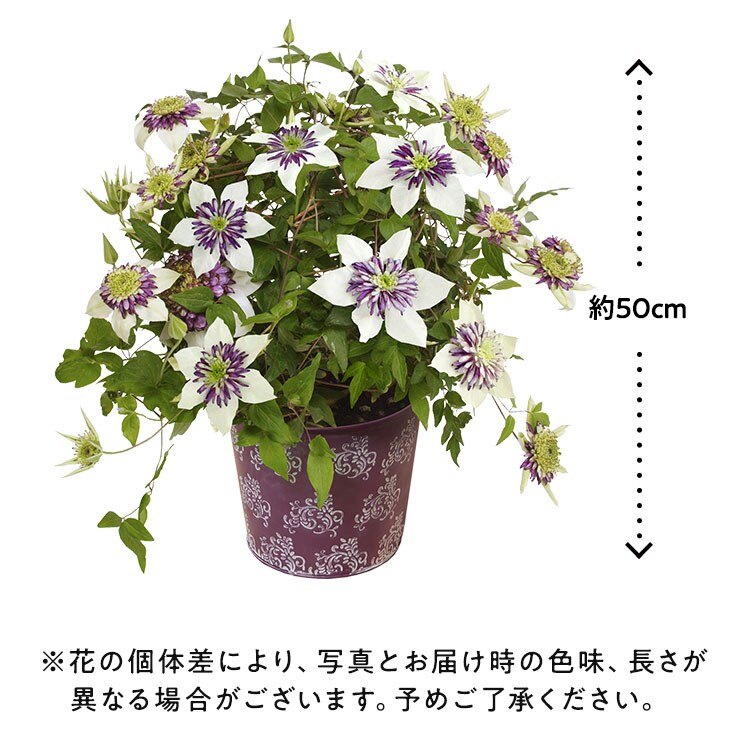 八重咲きクレマチス ビエネッタ 22年 Oisix母の日ギフト特集 八重咲きクレマチス ビエネッタ 22年 Oisix母の日ギフト特集