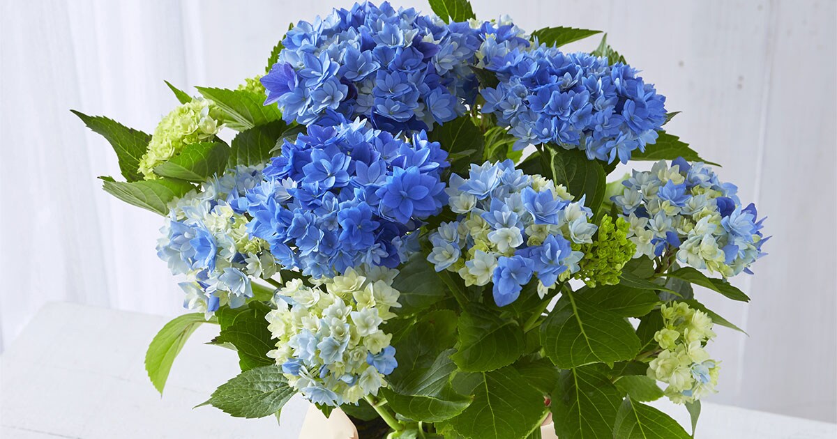 あじさい 星あつめ ブルー 22年 Oisix母の日ギフト特集