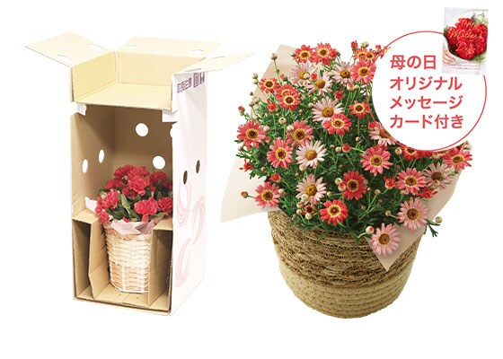 マーガレット あんずな気持ち お届けイメージ