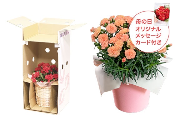 カーネーション オレンジ お届けイメージ