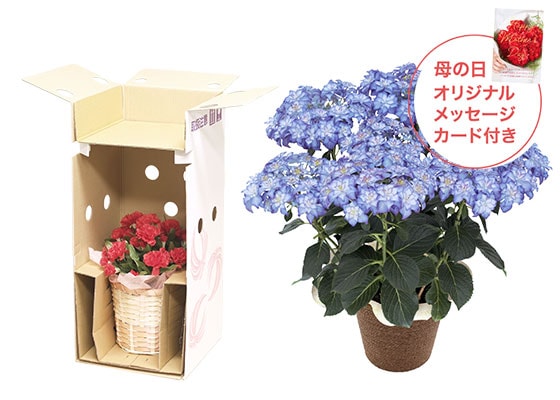 あじさい カサノバ お届けイメージ
