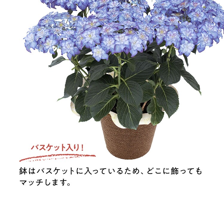 【専用商品】　アジサイ　オーダーアソート　8寸2鉢 紫陽花 専用商品】 アジサイ オーダーアソート 8寸2鉢 紫陽花 専用商品