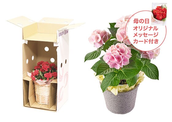 四季咲きあじさい コットンキャンディ お届けイメージ