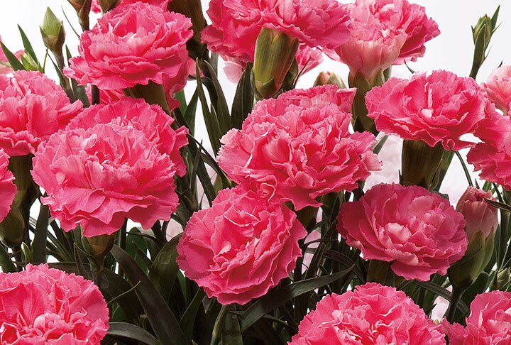 カーネーション クレア｜ 2023年 Oisix母の日ギフト特集