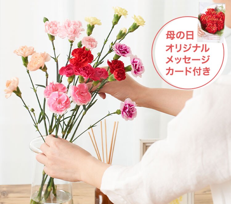 7色カーネーション＋ひとくち羊羹 ｜ 2023年 Oisix母の日ギフト特集