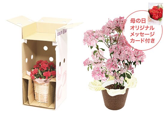 カルミア お届けイメージ