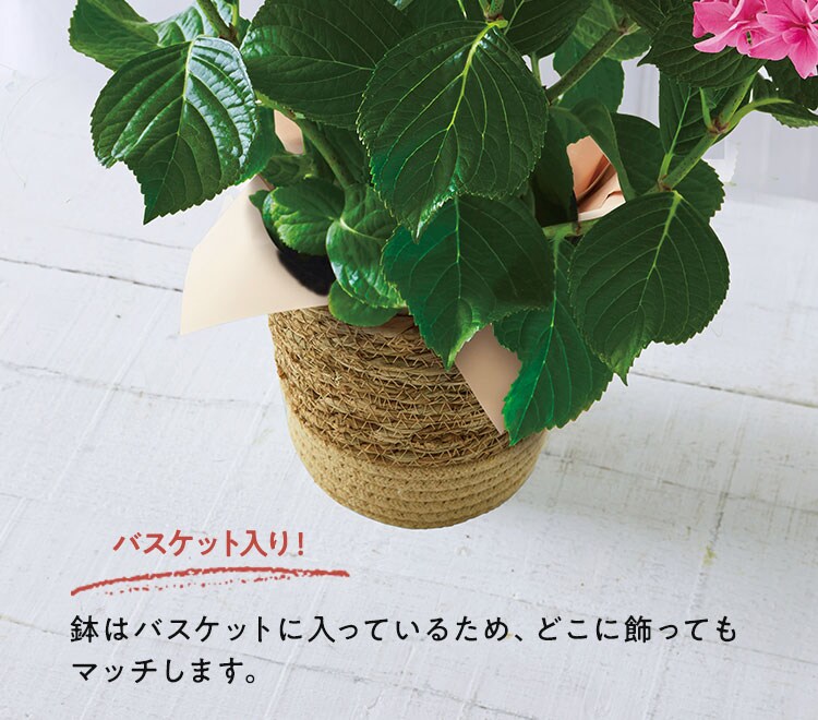 紫陽花様 リクエスト 2点 まとめ商品