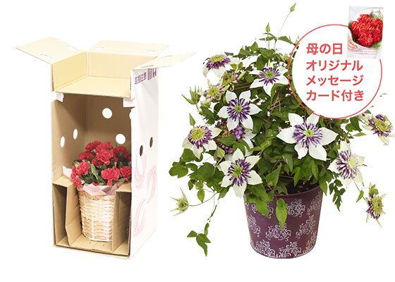 八重咲きクレマチス ビエネッタ お届けイメージ