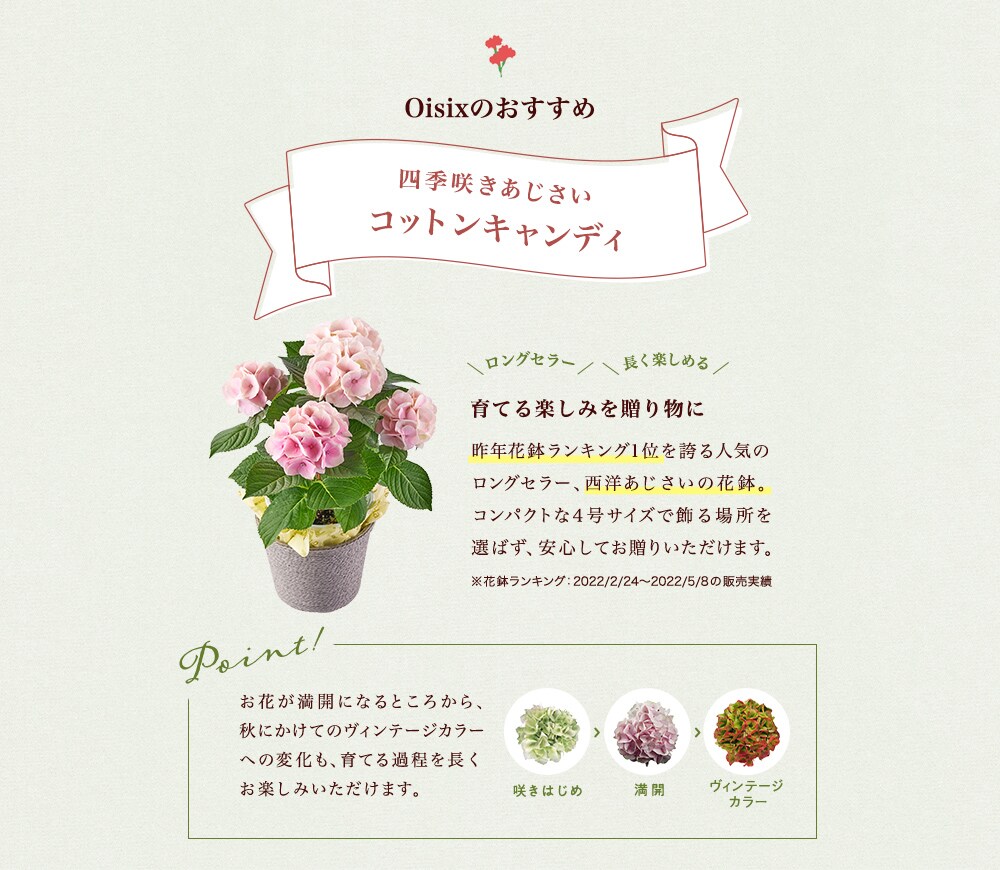 四季咲きあじさいコットンキャンディ