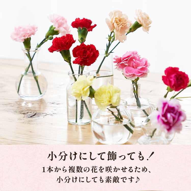 7色カーネーション / タルト・オ・フロマージュ ｜ 2024年 Oisix