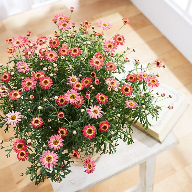 マーガレット あんずな気持ち｜ 2024年 Oisix母の日ギフト特集