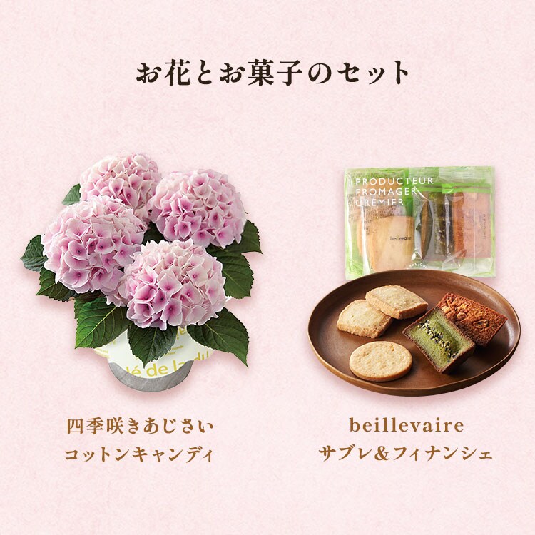 あじさいコットンキャンディ / サブレ&フィナンシェ ｜ 2024年