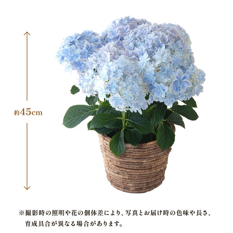 あじさい 万華鏡 ｜ 2024年 Oisix母の日ギフト特集