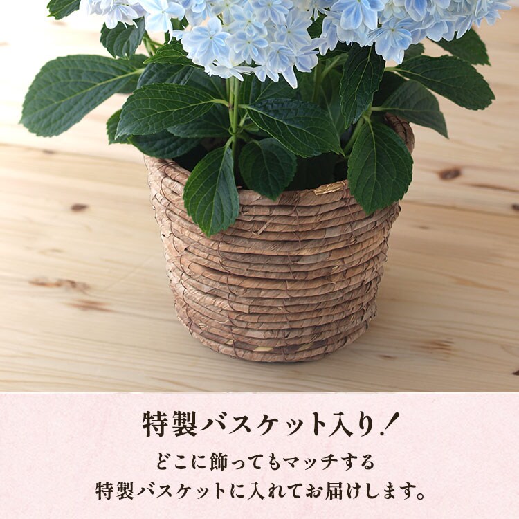 あじさい 万華鏡 ｜ 2024年 Oisix母の日ギフト特集