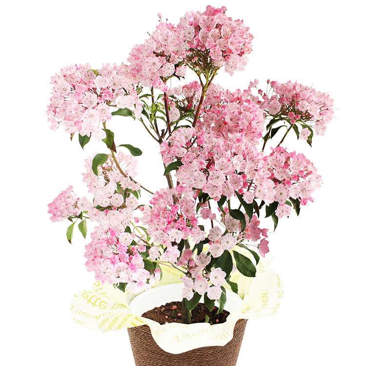 カルミア オスボレッド｜ 2024年 Oisix母の日ギフト特集