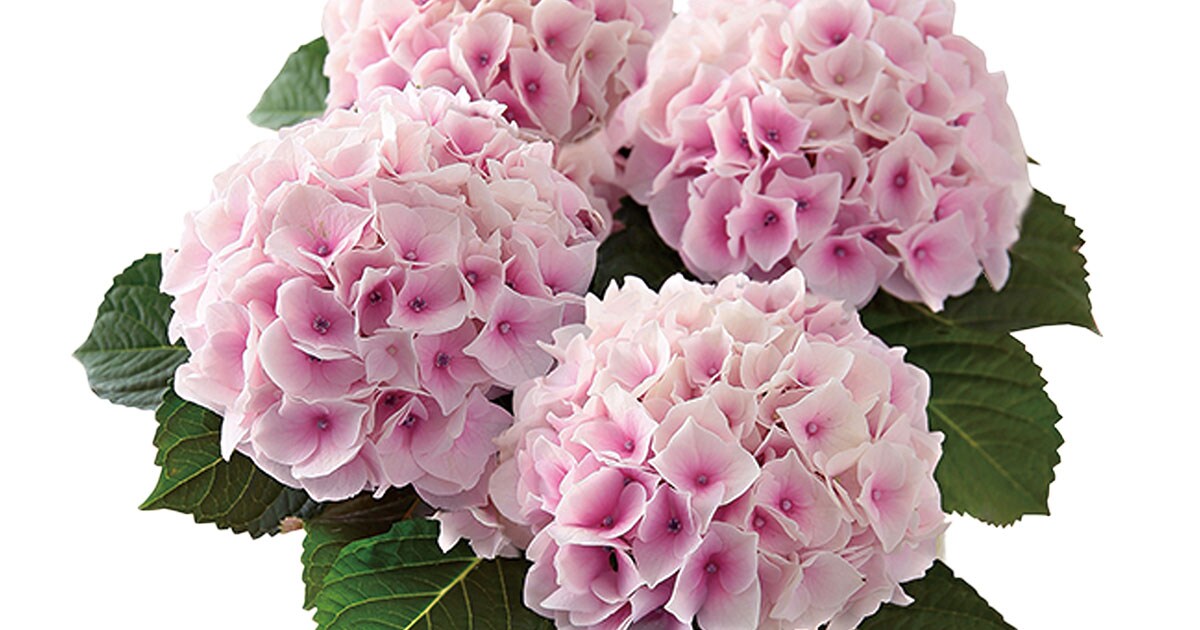 あじさいコットンキャンディ / サブレ&フィナンシェ ｜ 2024年 Oisix母