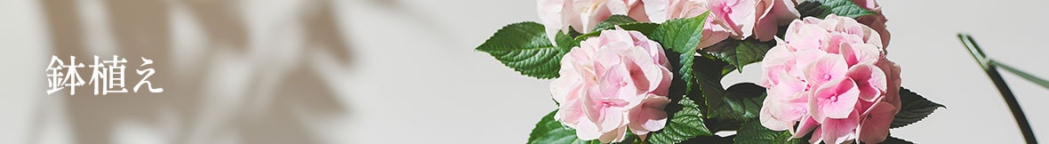 鉢植え