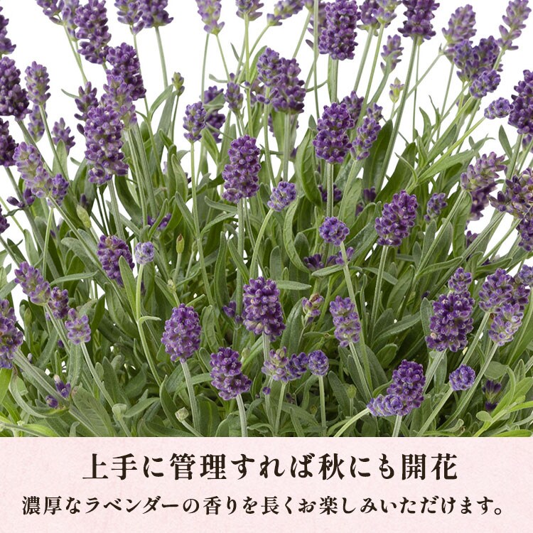 ラベンダー アロマティコ ｜ 2025年 Oisix母の日ギフト特集