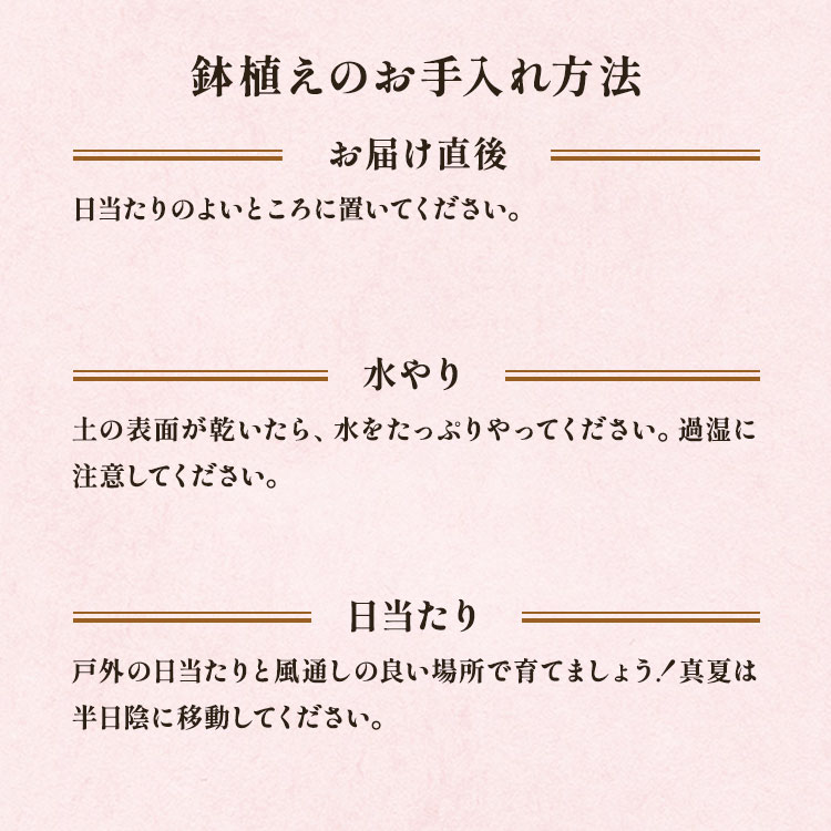 ラベンダー アロマティコ ｜ 2025年 Oisix母の日ギフト特集