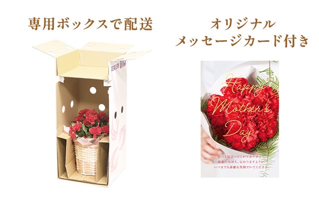 オレンジカーネーション お届けイメージ
