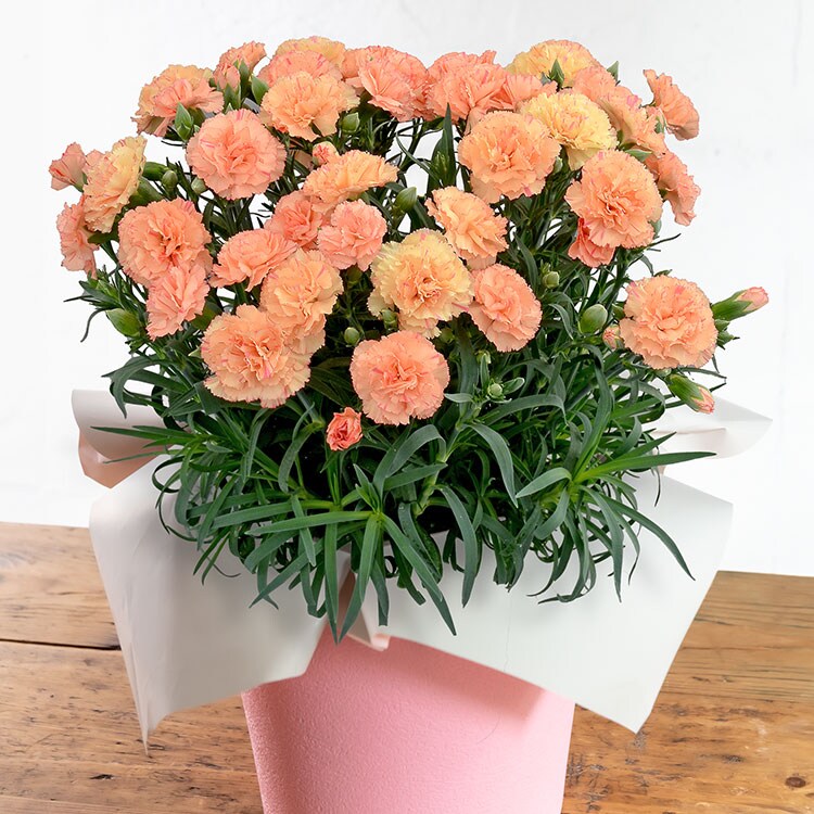 アーリー・イヤーズ・ボックス　カーネーション　CARNATION Early Years Box : カーネーション | HMV&BOOKS online - PCD